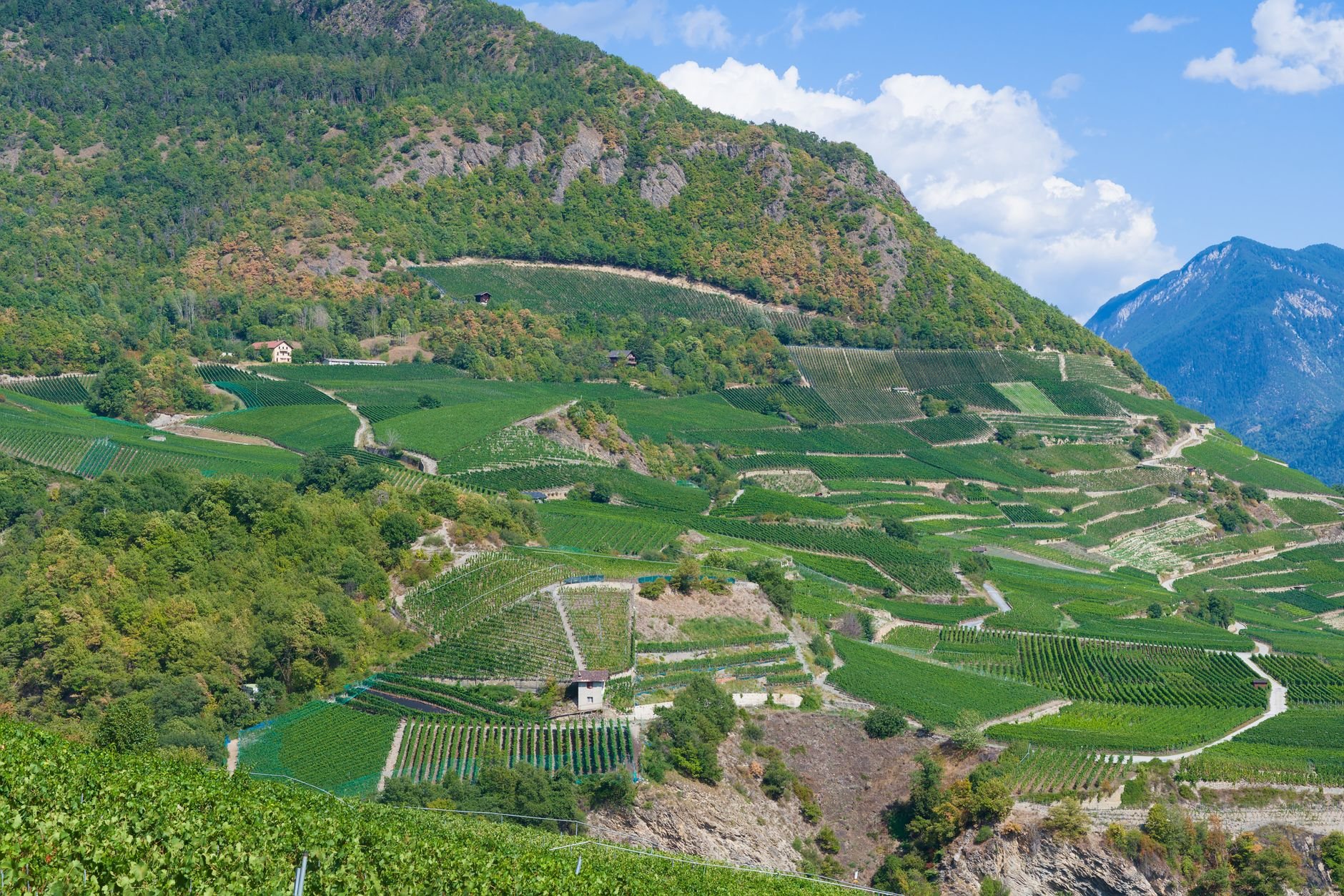 Aerial view of lush vineyards on terraced hillside in Rhône Valley, under a bright summer sky.